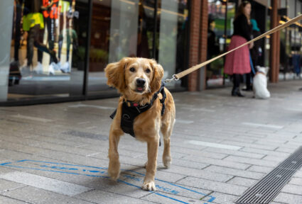 Dog-friendly dining with LDO!